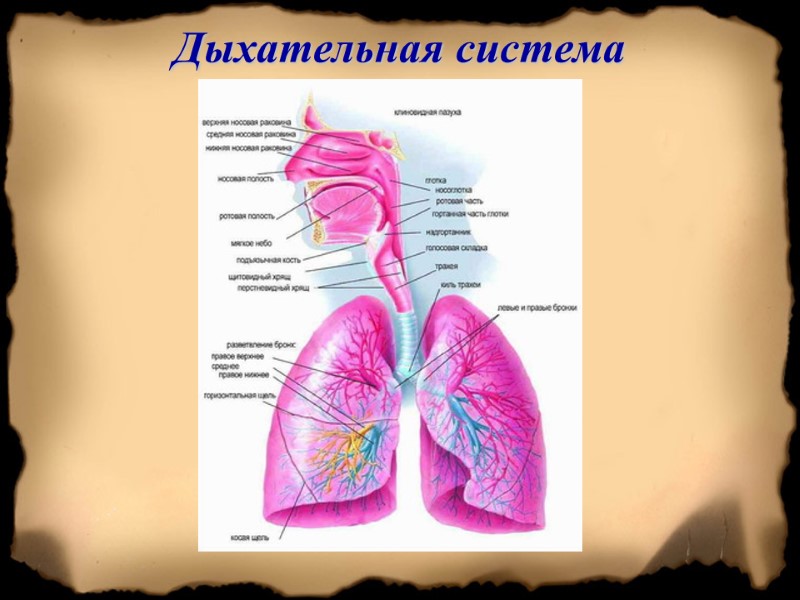 Дыхательная система